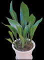 Aspidistra Elatior